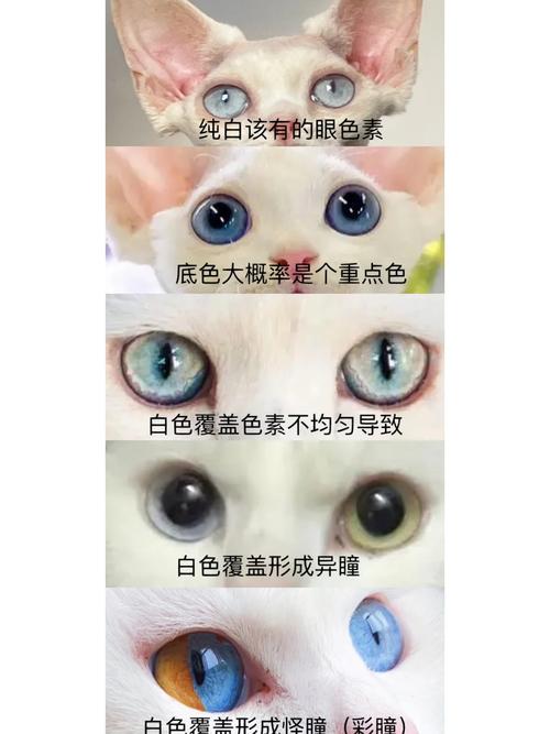 揭秘猫咪眼球晶体的秘密