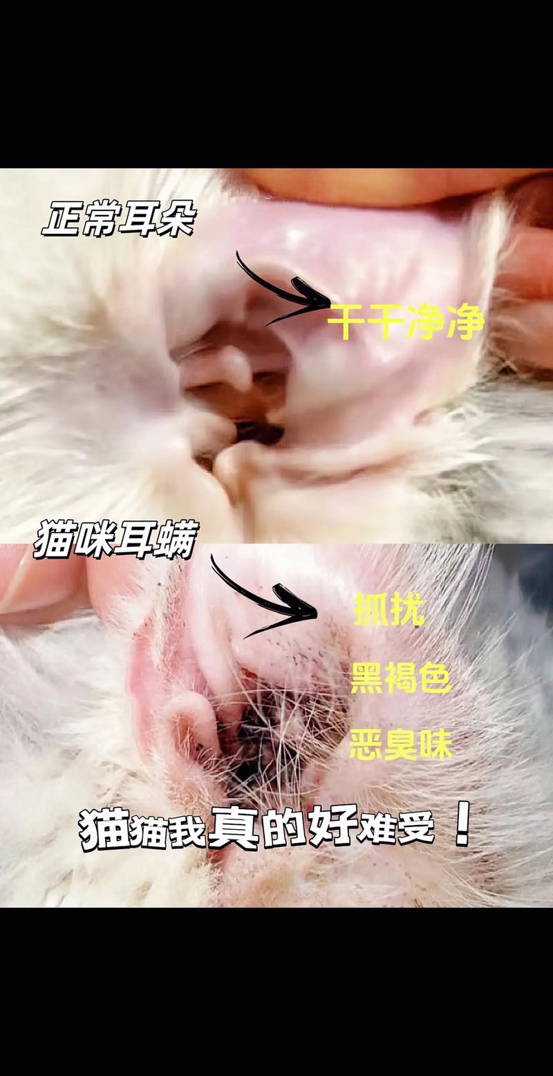 揭秘猫咪耵聍腺的秘密