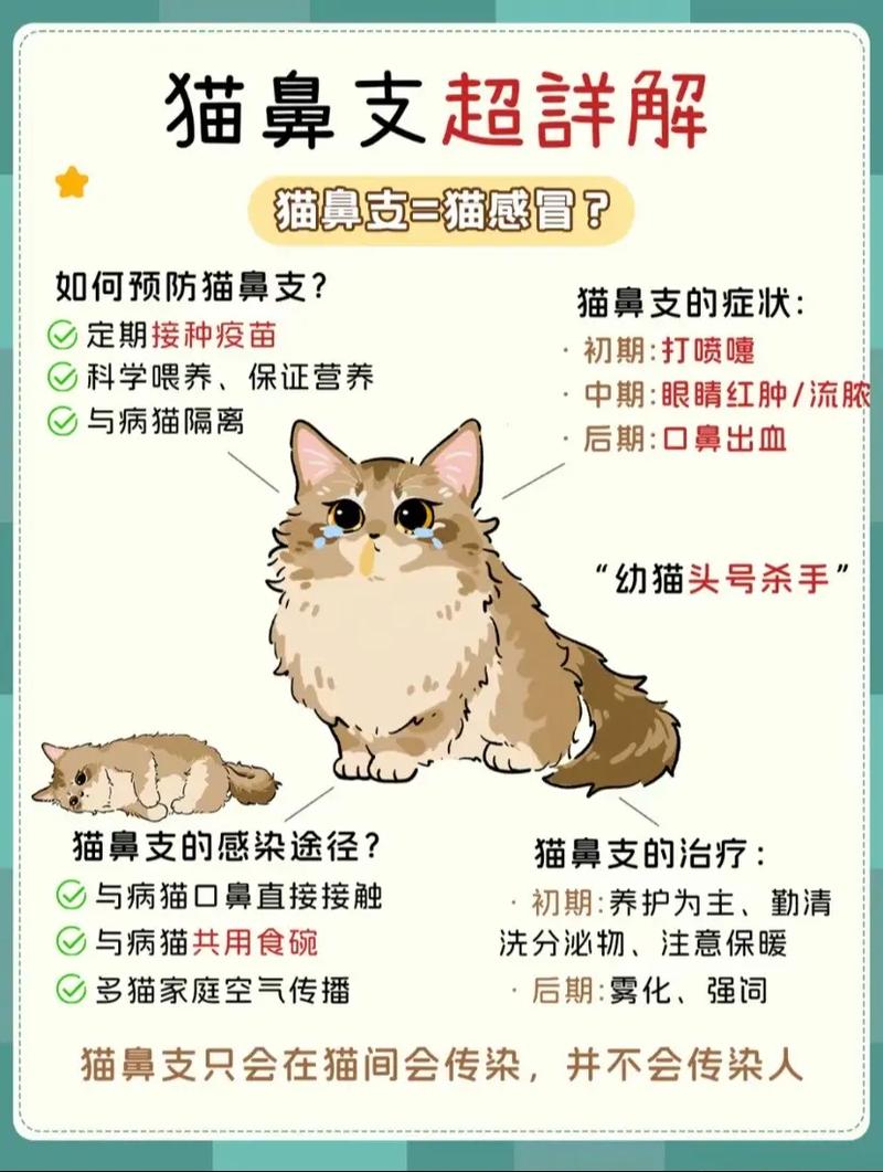 猫咪鼻头的秘密，如何解读它微妙的变化