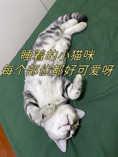 治愈的触感，猫咪普通溃疡的护理指南