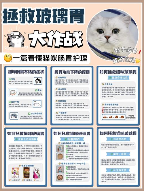 猫咪受伤后的消炎护理指南