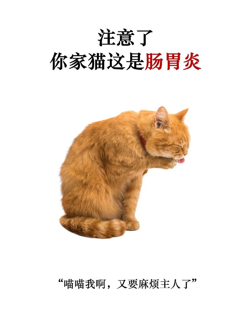 猫咪肠胃不适？这6个方法助你轻松应对