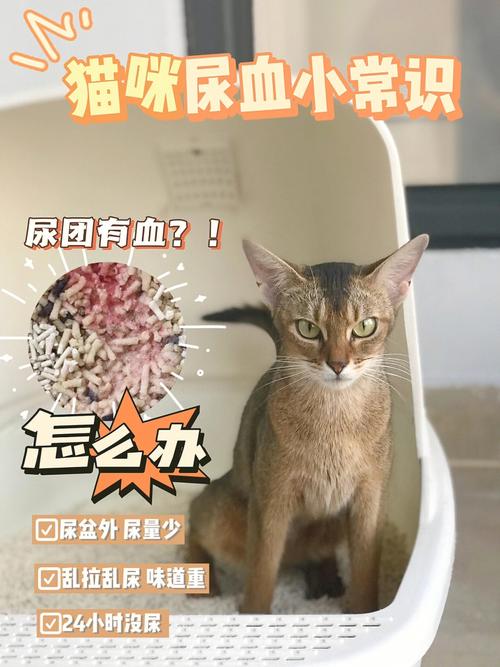 猫咪尿量增多？可能是健康警报