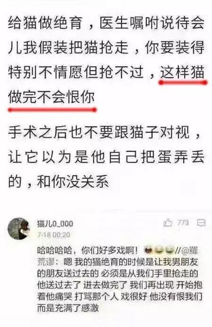 追捕猫与爱的循环，主人与宠物的深情故事