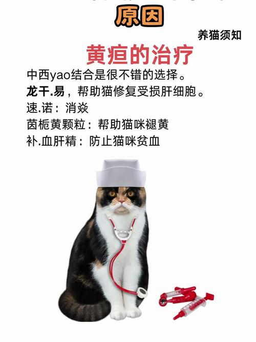 猫咪黄疸，早期识别与预防