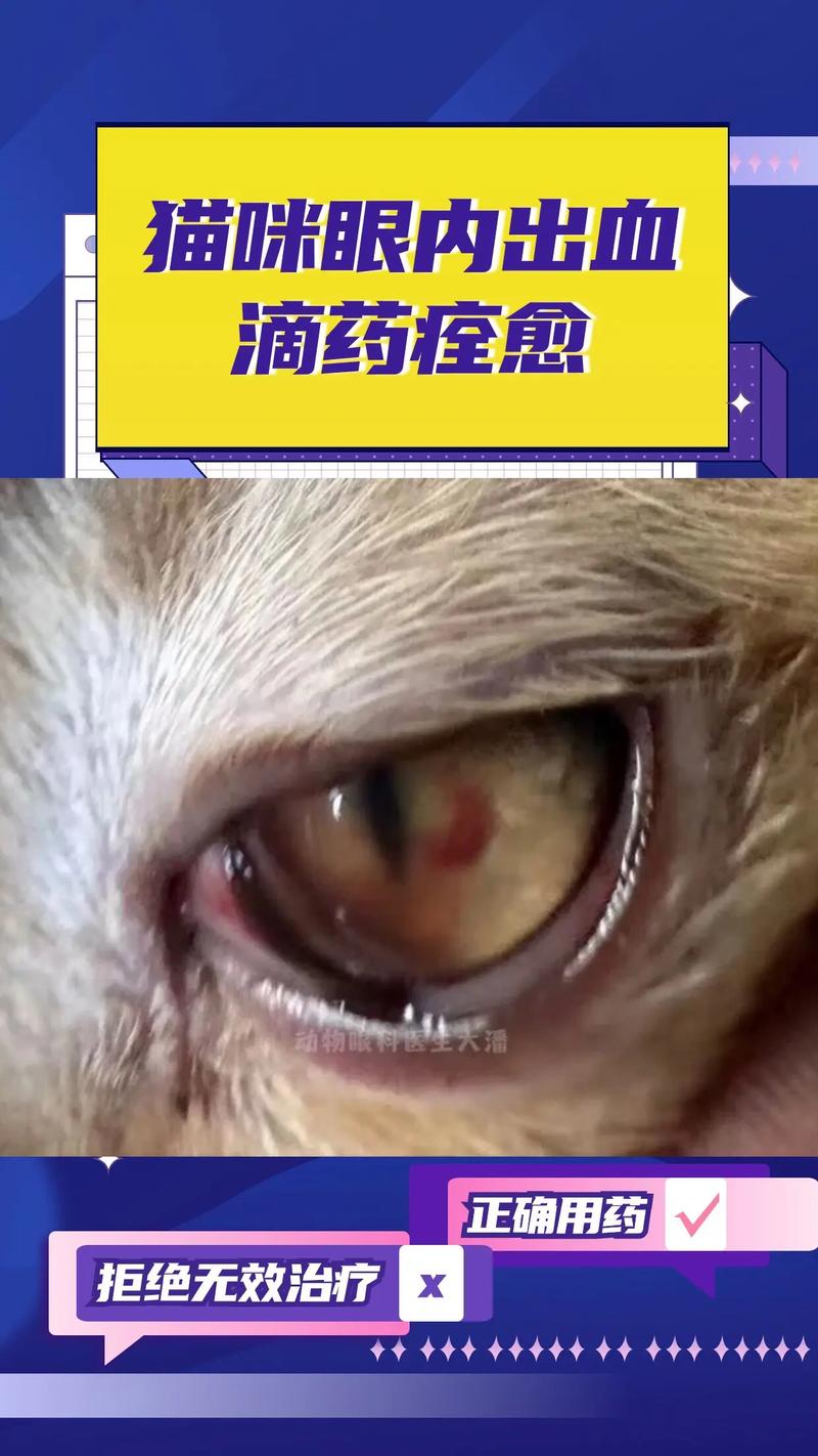 猫咪的泪腺堵塞，如何预防与处理