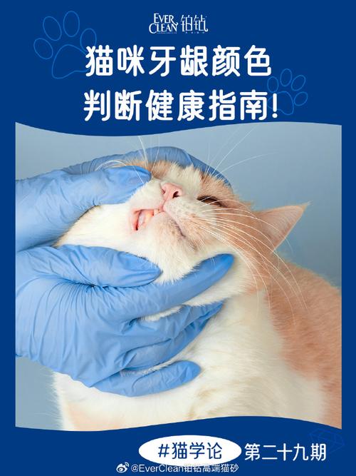 猫咪健康警报，如何应对直肠问题