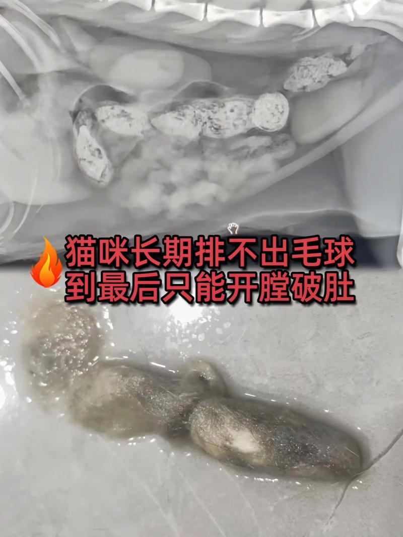 猫咪的脏趣——探索猫咪嘴边毛发的秘密