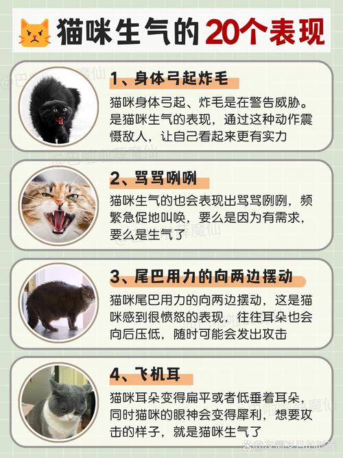 猫咪为何会变得如此暴躁？