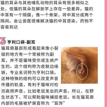 揭秘猫咪耳朵的秘密——那层神秘的小壳