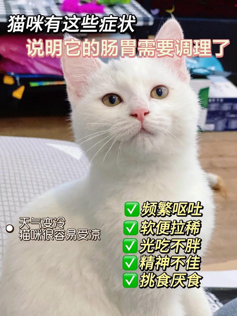 猫咪拉稀困？解决肠胃不适的五步指南