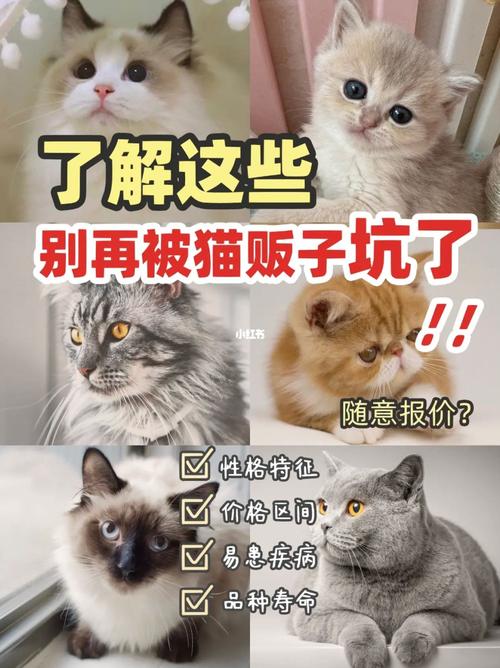 揭秘猫咪价格的秘密，从经济实惠到高端奢华