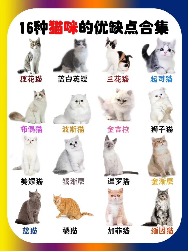 探索猫咪世界的魅力——详述五大主流猫咪品种