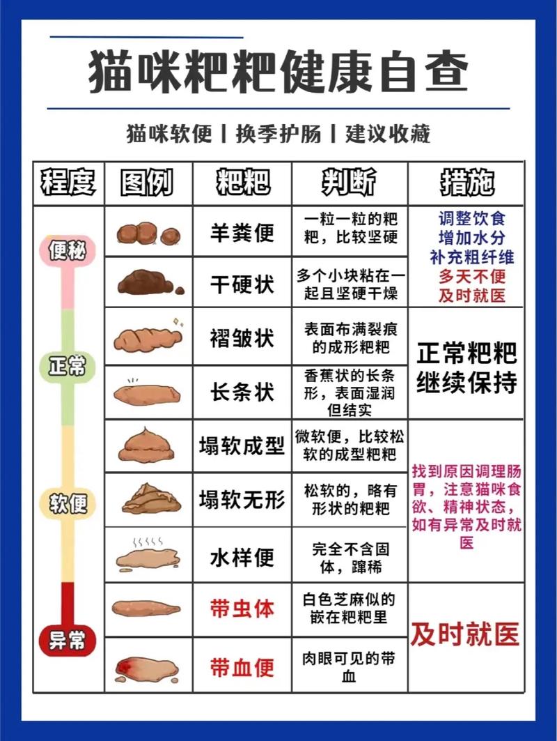 猫咪拉粪便的真相，如何保持家中的清洁与健康