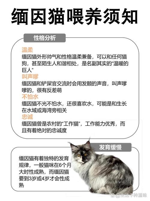 探索纯种猫咪的迷人世界，从缅因猫到波斯猫