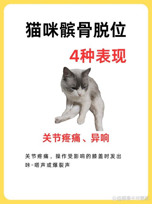 猫咪关节错位，了解症状与应对策略