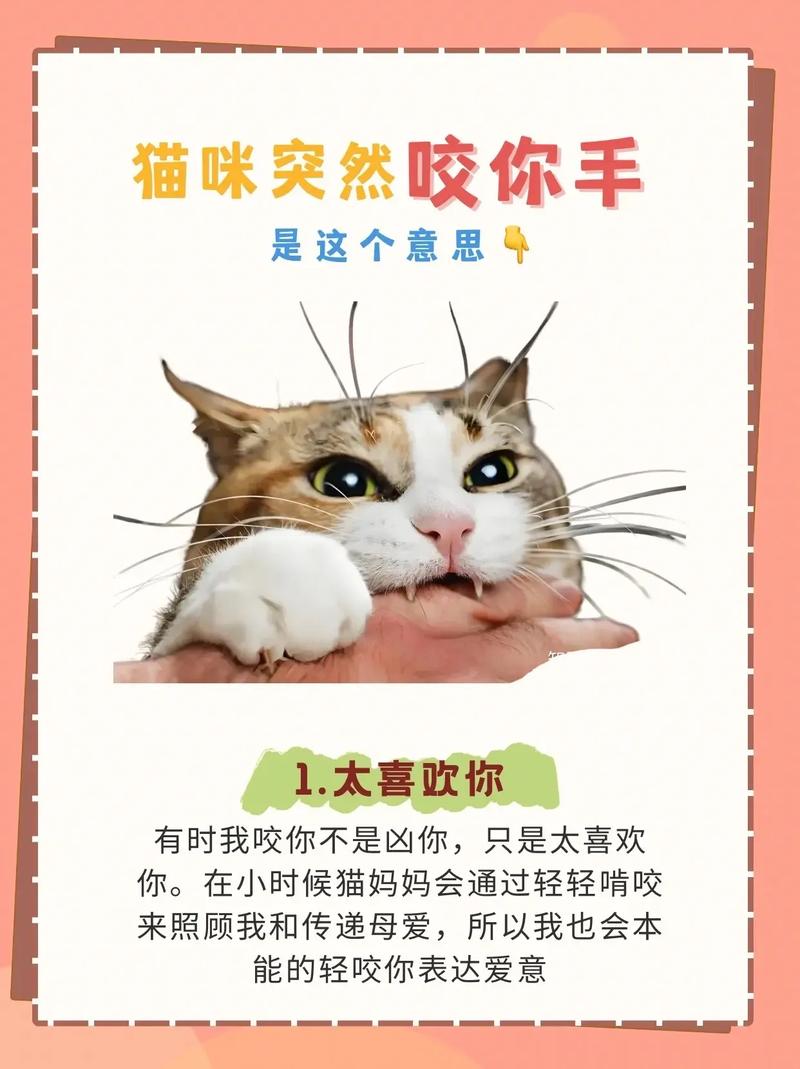 猫咪的草食本能，探索它们与草的秘密关系