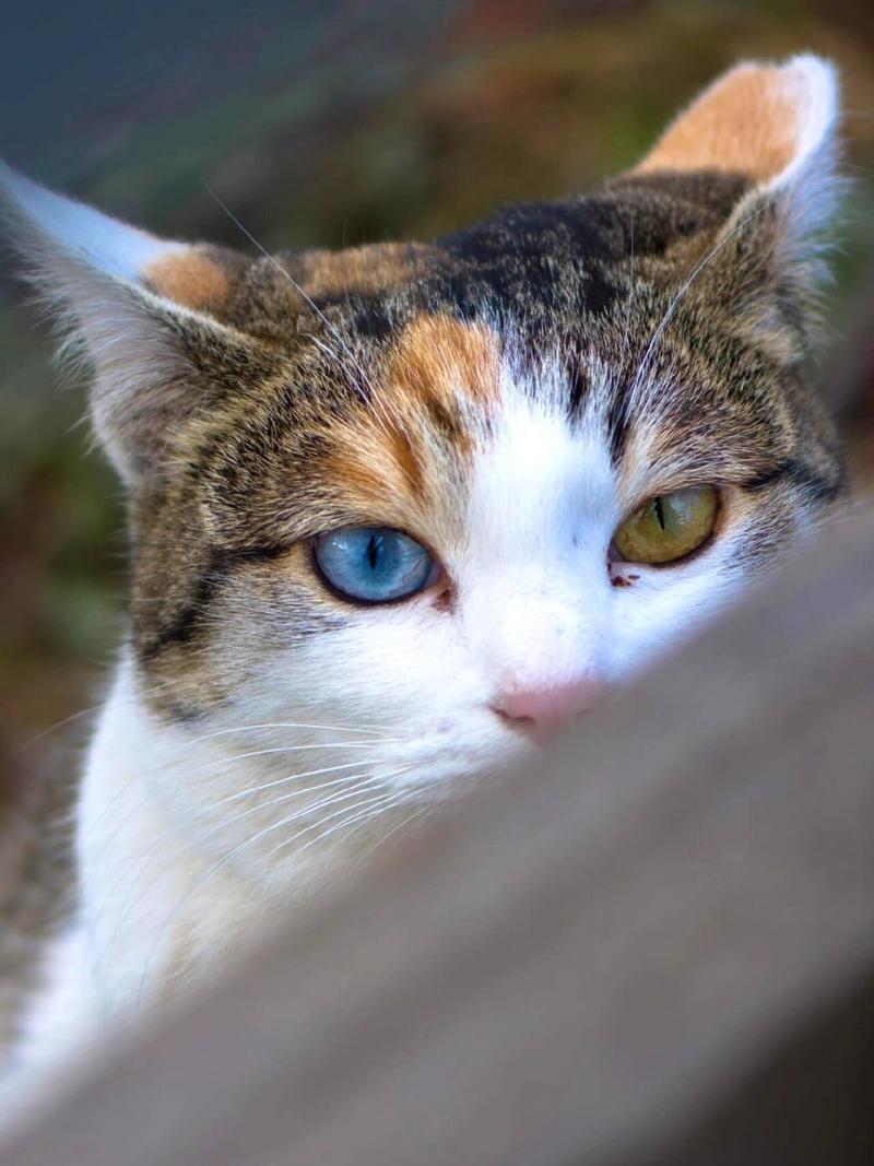 麒麟猫咪的魅力，探索神秘与可爱的奇妙结合