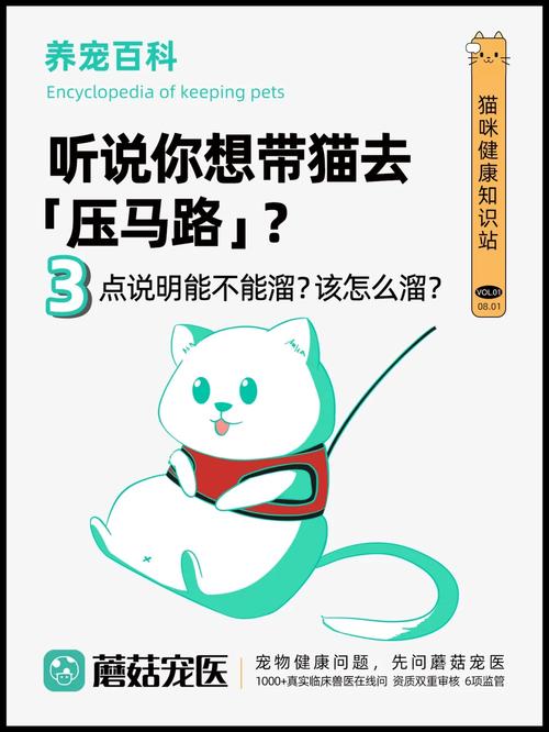 猫咪年龄划算，养宠成本与快乐的双赢策略