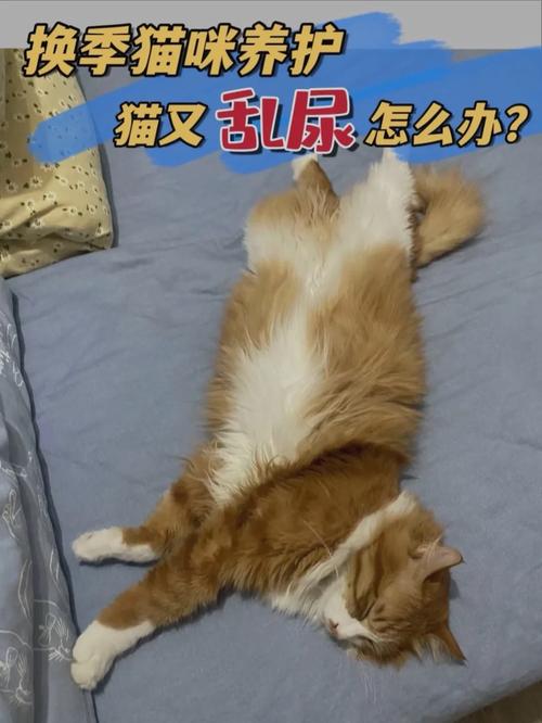 猫咪敲门，如何预防猫儿尿床