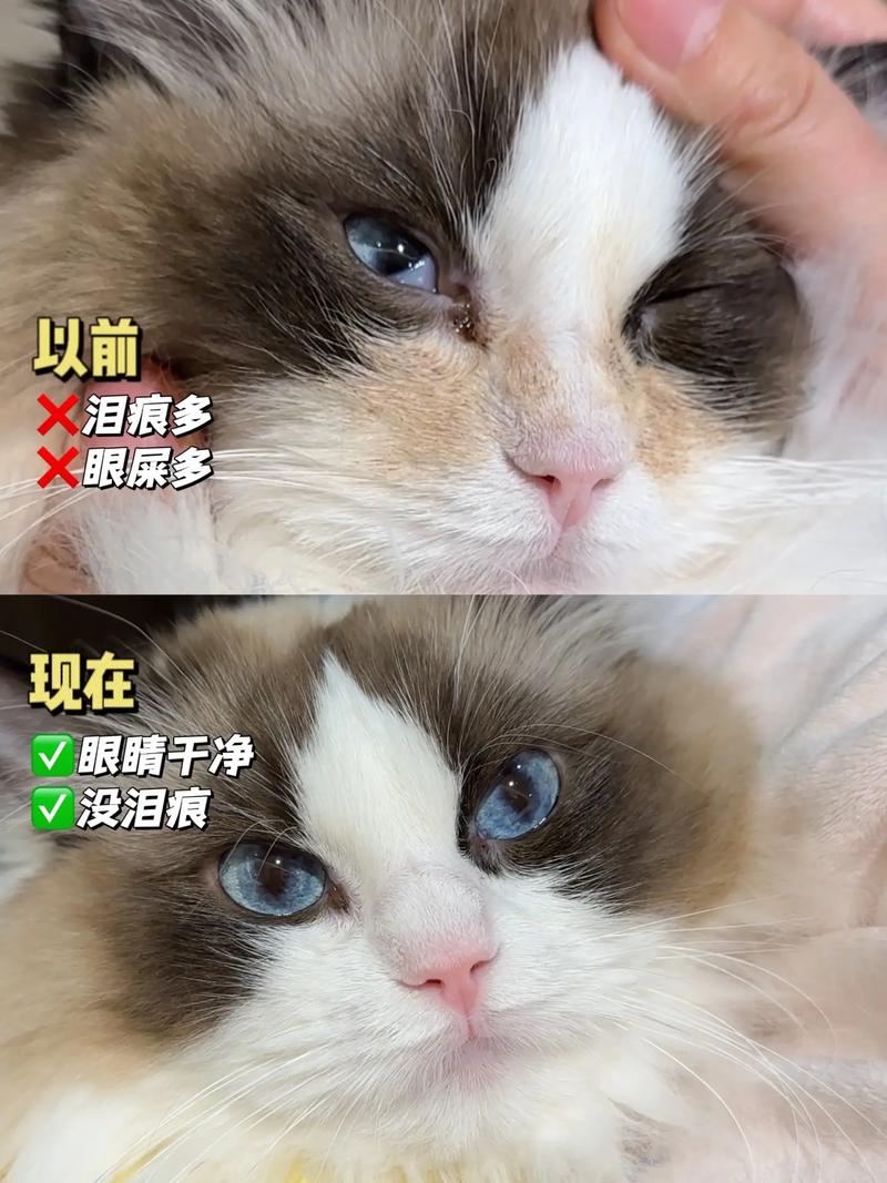 猫咪眼屎过多，如何正确处理？