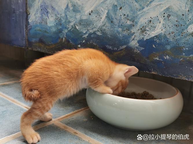 猫咪与橘子，一场不解之缘