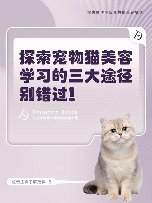 猫咪美容小秘籍，让你的爱宠光鲜亮丽