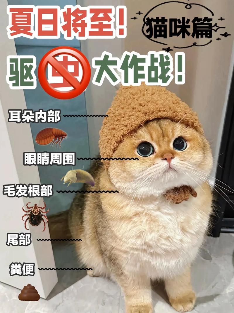 猫咪脑袋颤抖的秘密，解读猫儿的情绪密码