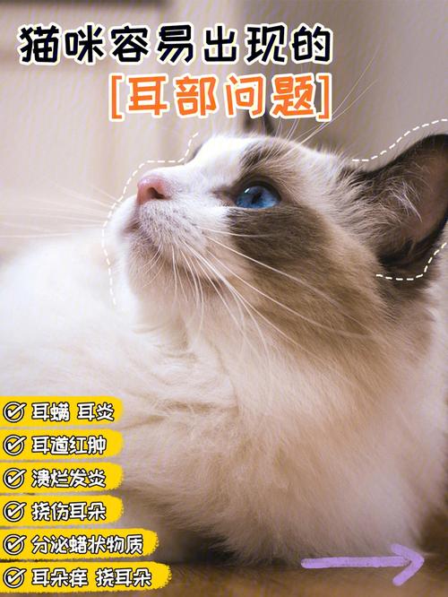 猫咪的耳朵为何会受伤？如何护理以避免听力损失