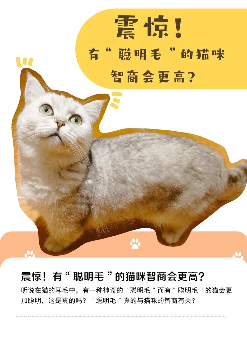 猫咪的记忆力，它们比你想象中更聪明