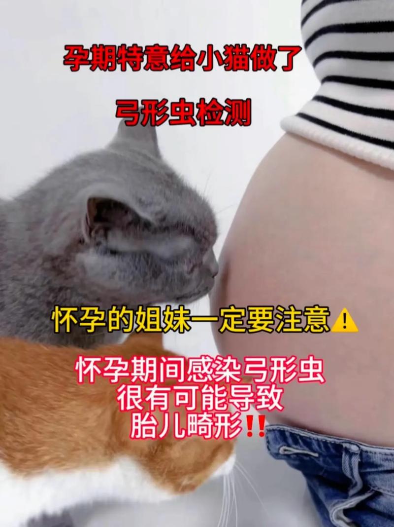 揭秘猫咪怀孕的秘密，如何照顾你的小猫妈妈