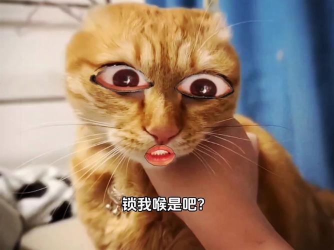 猫咪喉吧的秘密——解析猫咪独特的声音与健康