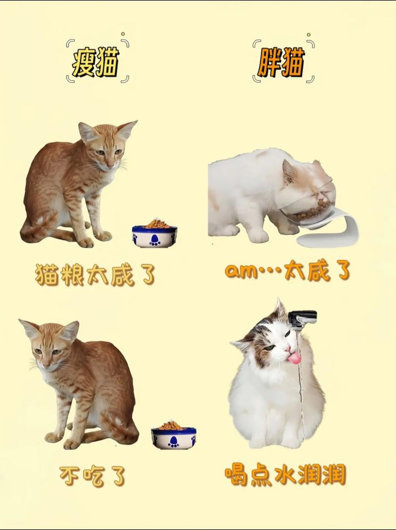 猫咪的体重剧降，为何它变得如此消瘦？