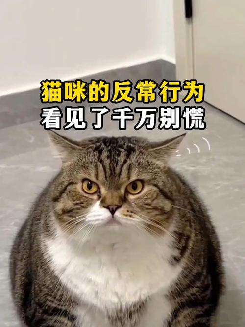 猫咪的反常行为背后隐藏着什么？