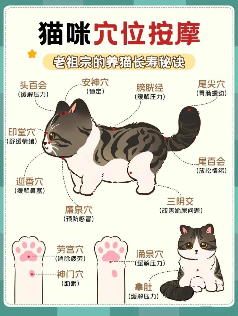 猫咪穴位秘籍，轻松掌握猫咪健康的小秘密