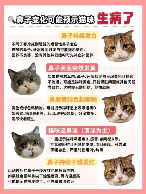 猫咪鼻头干裂，原因与护理方法