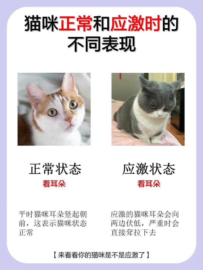 揭秘为何猫咪的毛会变得异常坚硬