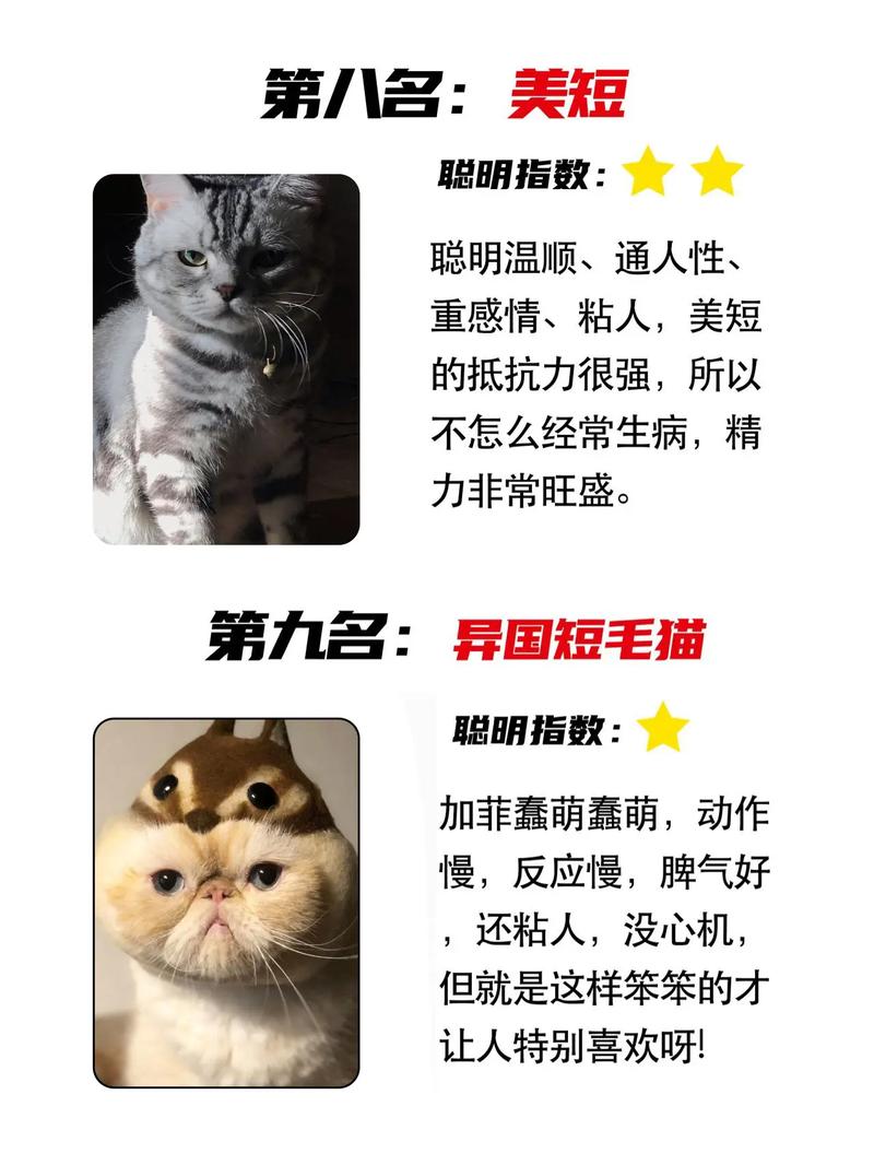 揭秘猫咪聪明的秘密——并非智商低