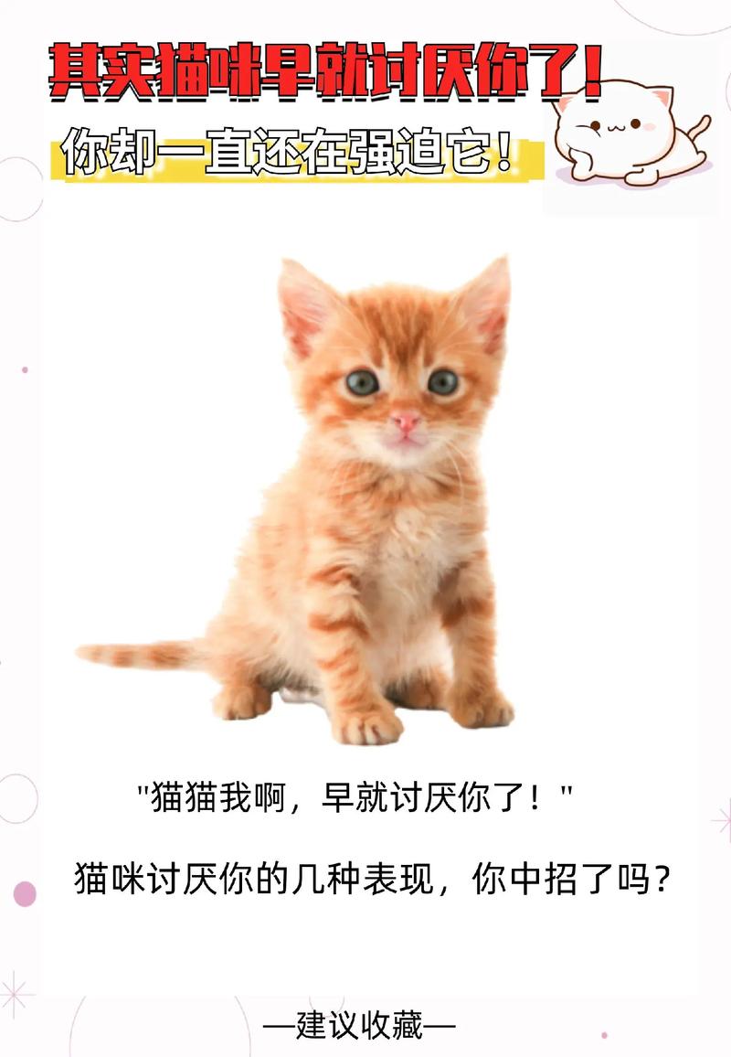 喵喵不止，一场灵魂的舞蹈——解读猫咪嚎叫翻滚的背后含义