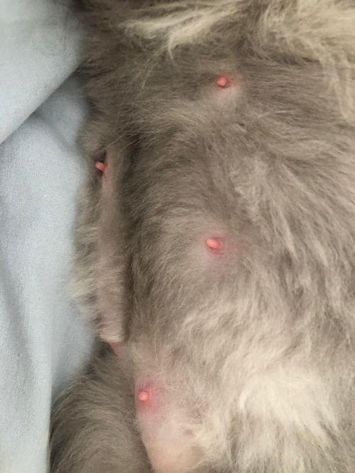 揭秘猫咪怀孕时的乳头变化