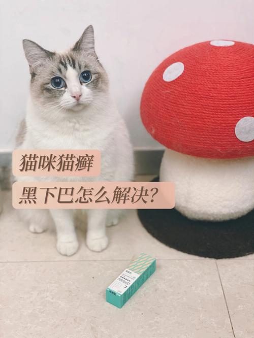 猫咪传播细菌，如何保护自己与宠物免受其害