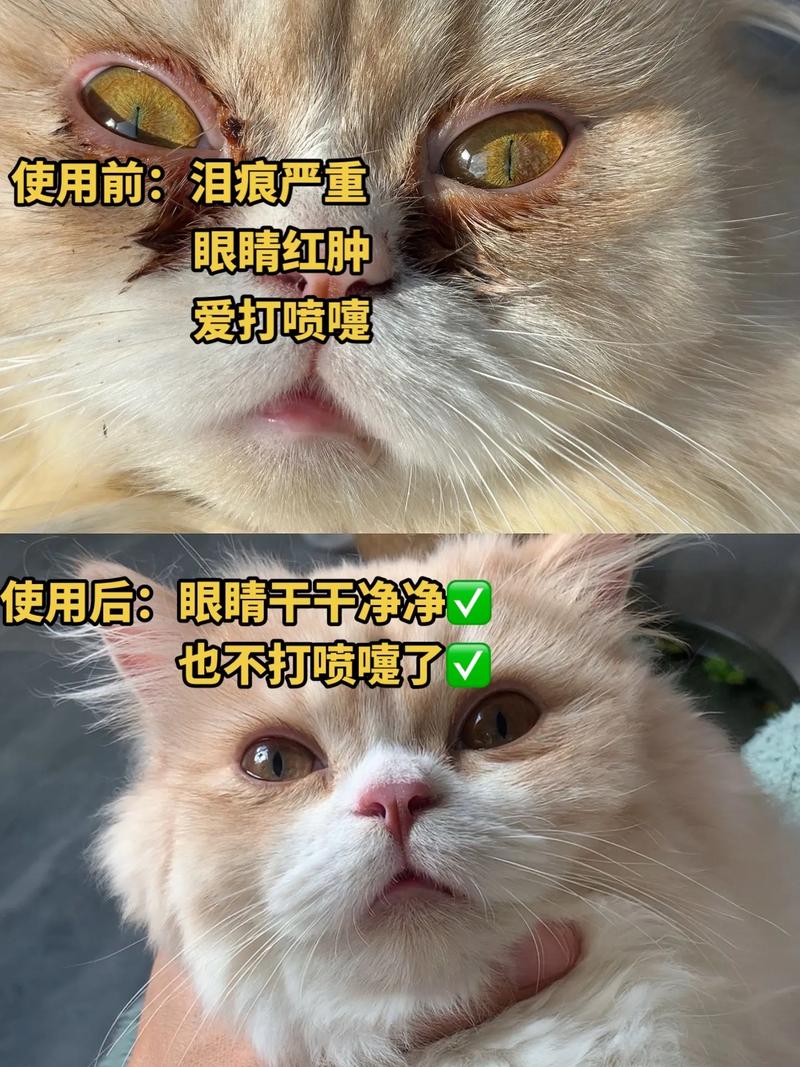 猫咪的鼻子为什么这么差？揭秘猫咪的嗅觉世界