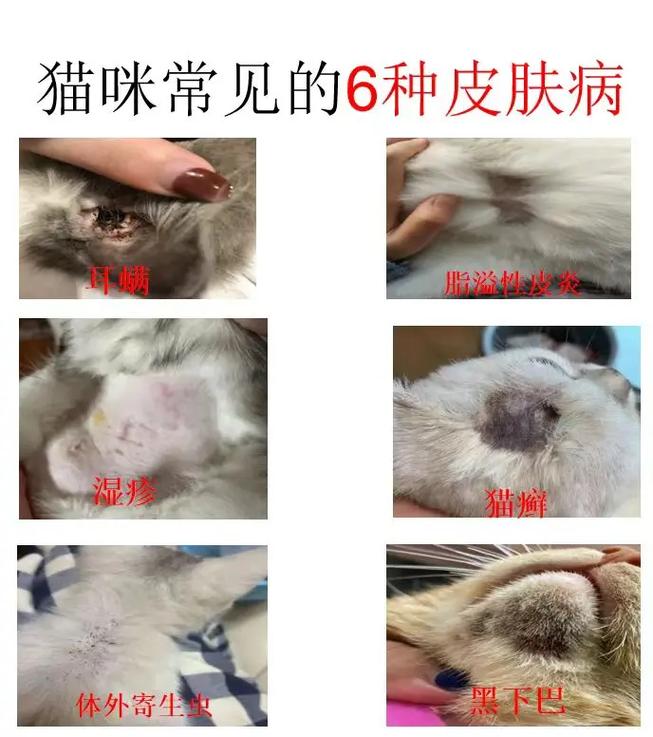 猫咪生病流血？警惕这些常见的猫病症状