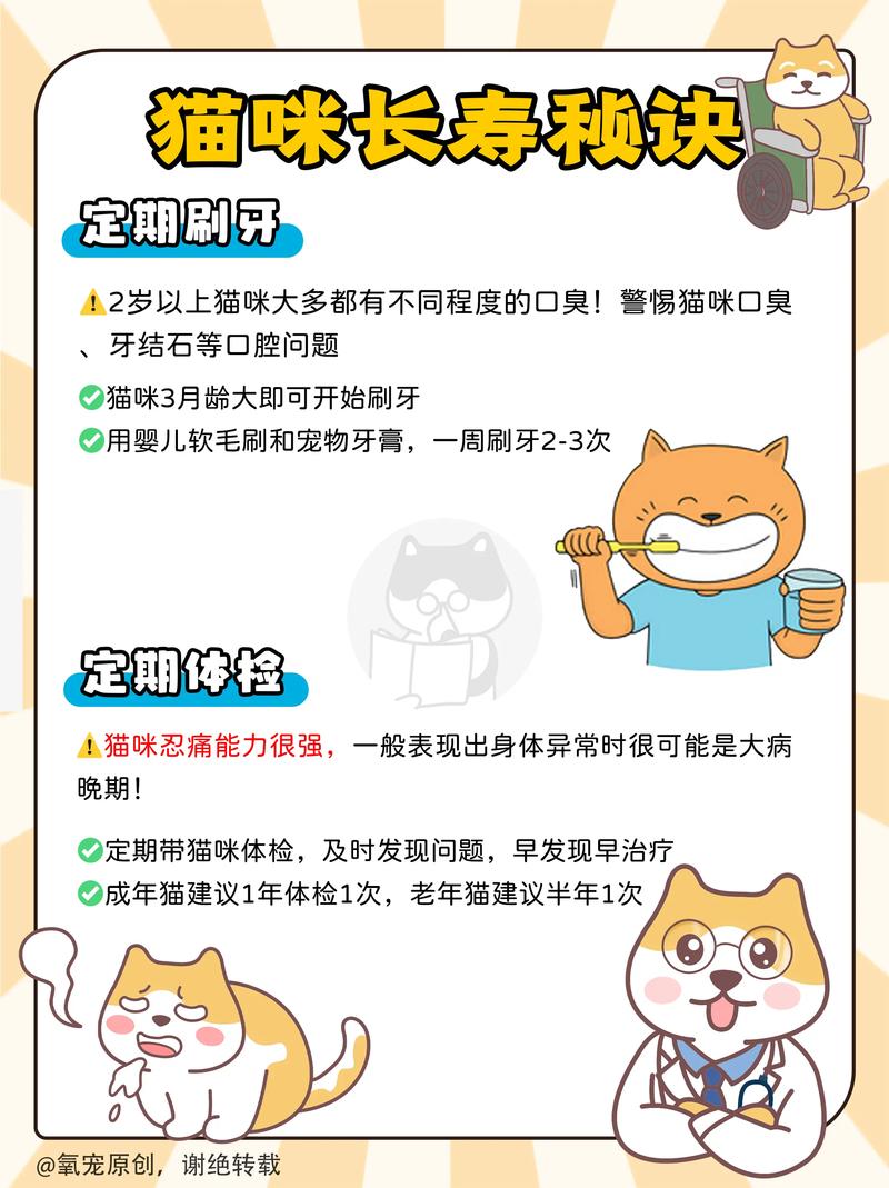 猫咪喂养秘籍，打造健康活力小猫王