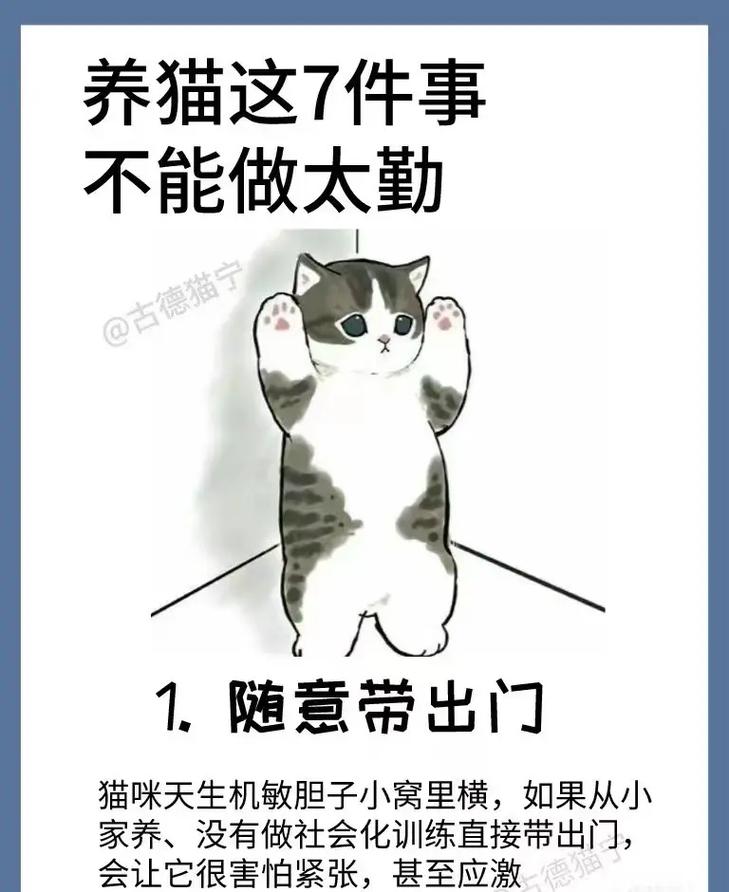 猫咪的智慧与秘密，为什么它们会失去胡须