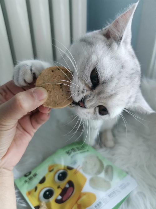 猫咪换毛变色，自然的美丽调色板