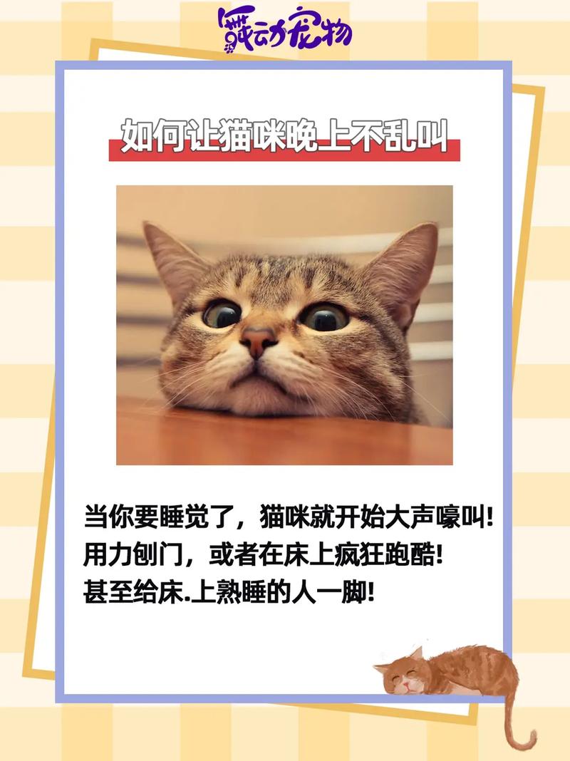 如何有效训练猫咪不再叫唤