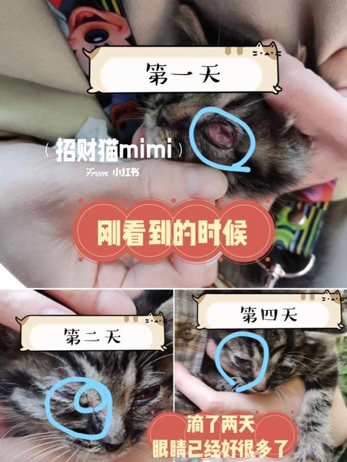 猫咪眼球流脓，了解病因及护理方法