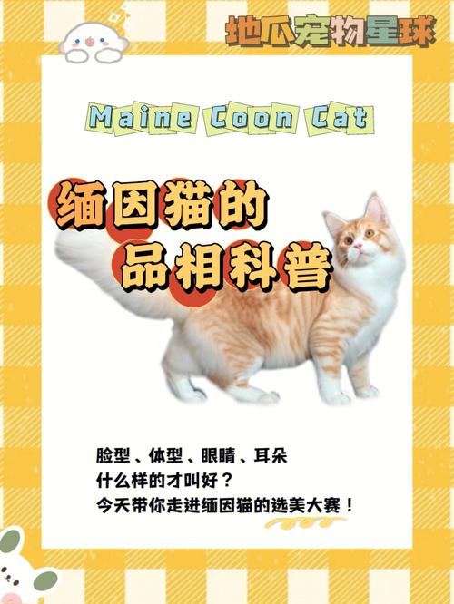 揭秘CFA猫咪等级，从萌宠到精英的进阶之路