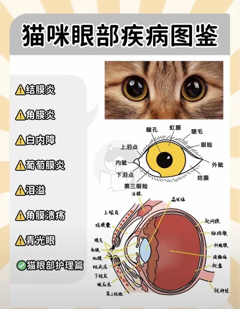 瞳孔中的痛楚，揭秘猫咪眼球损伤的原因与应对